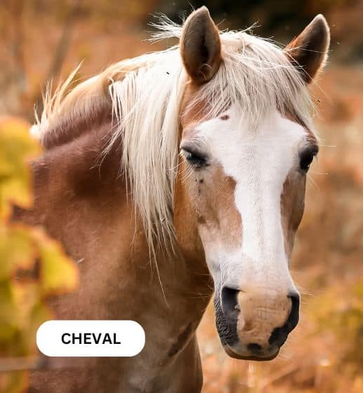 Cheval