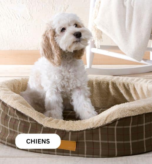Chiens