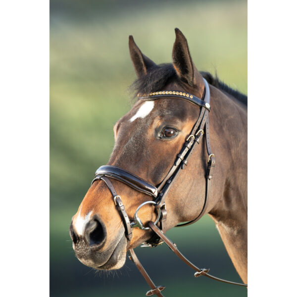 Bridons équitation HFI Shiny