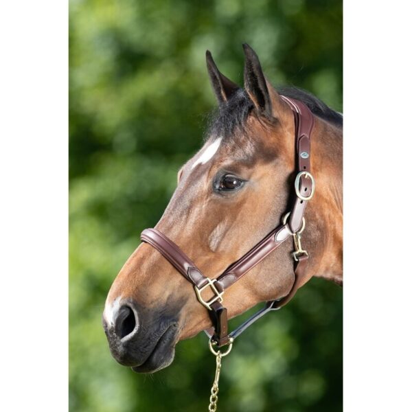 Licol en cuir pour cheval HFI Wave